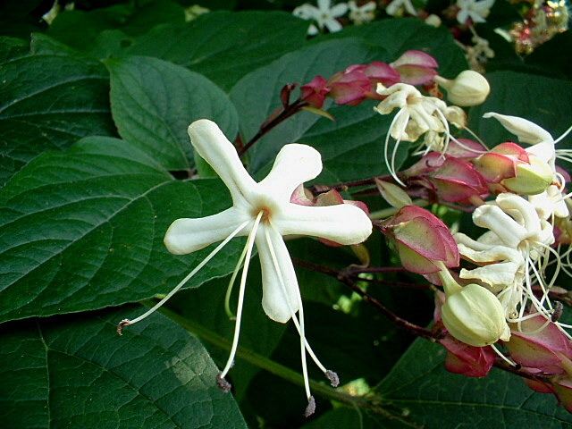 Clerodendrum trichotomum (pianta coltivata)